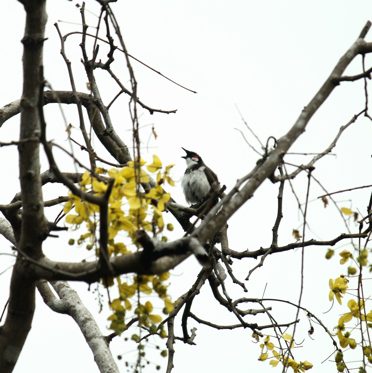 Red-whiskered Bulbul - ML645828042