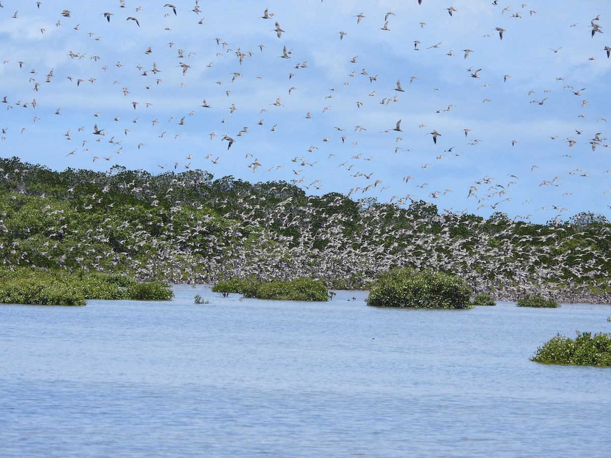 Bar-tailed Godwit - ML645828043