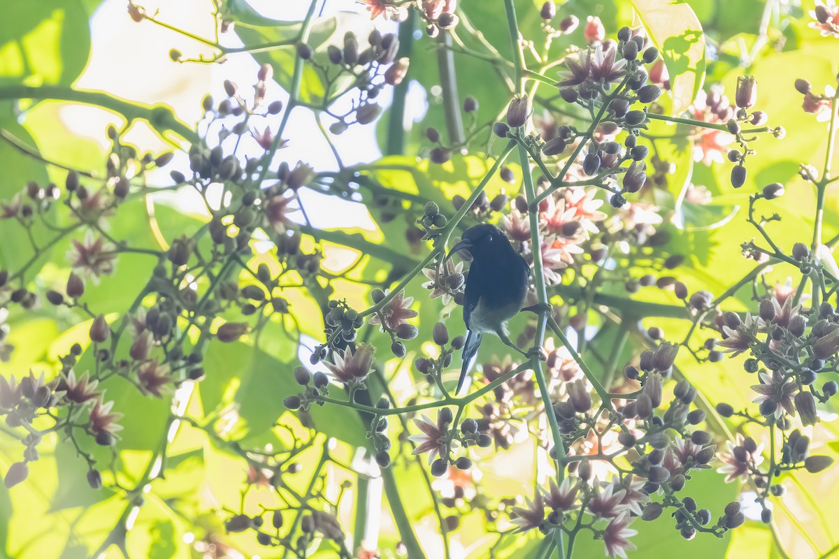 Black-throated Sunbird - ML645828044