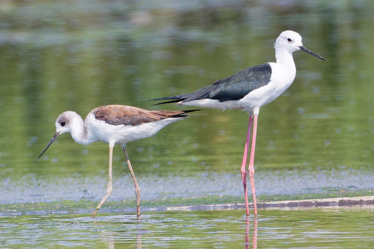 Black-winged Stilt - ML645828045