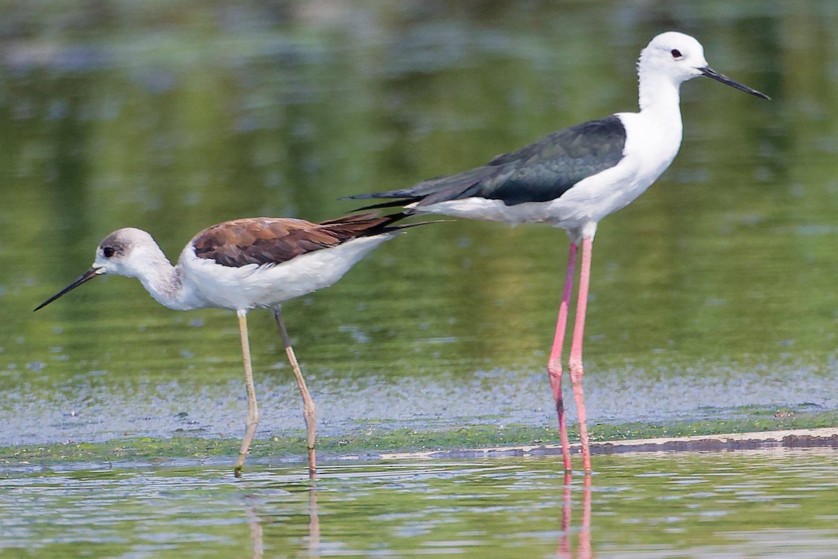 Black-winged Stilt - ML645828046