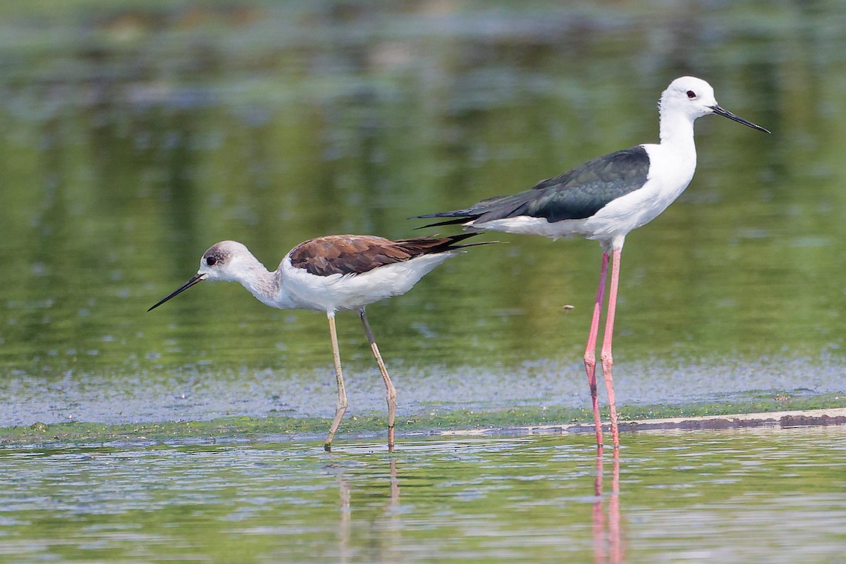 Black-winged Stilt - ML645828047