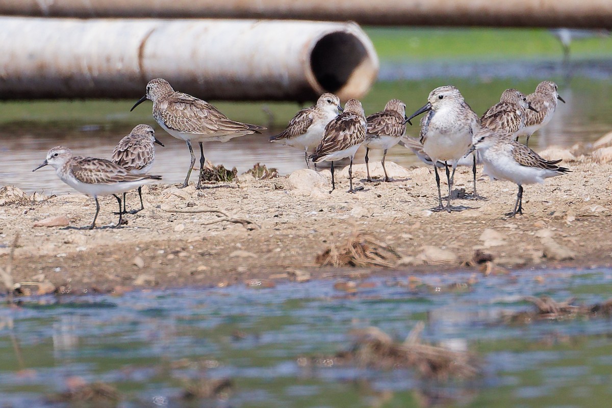 Little Stint - ML645828048