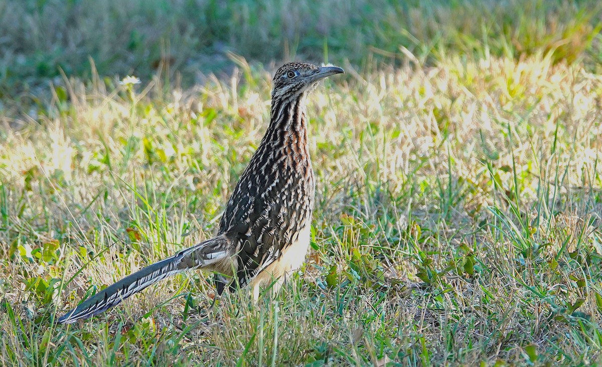 Greater Roadrunner - ML645828053