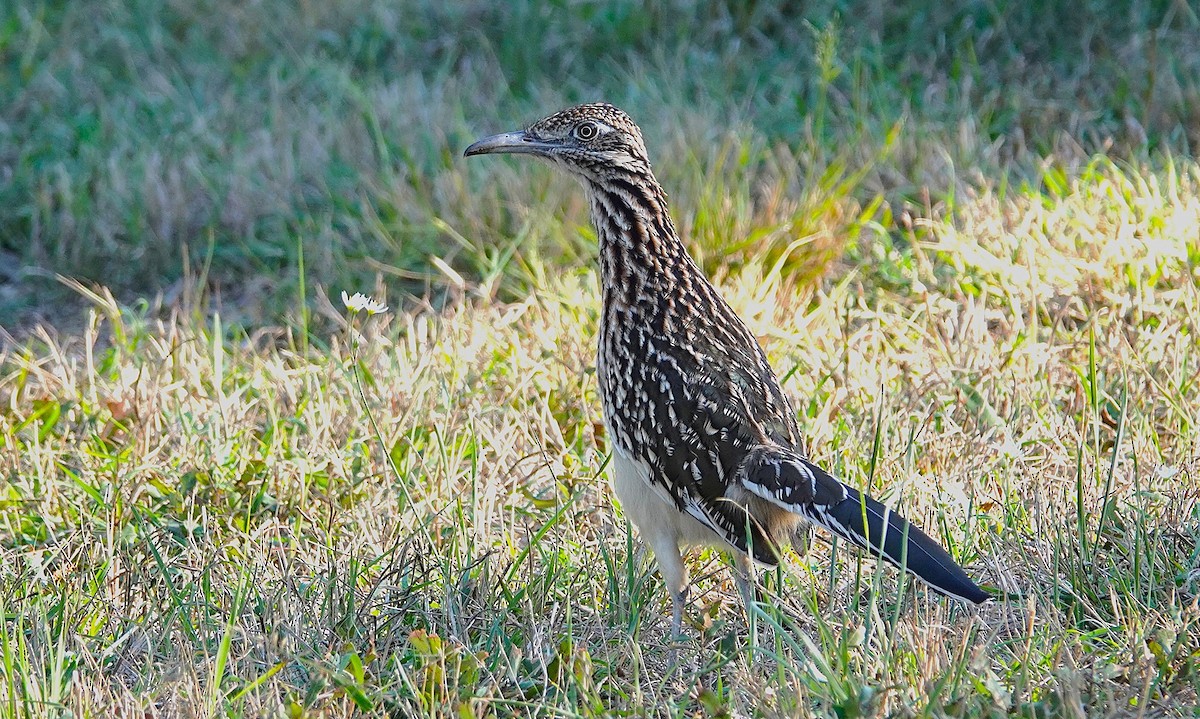 Greater Roadrunner - ML645828055
