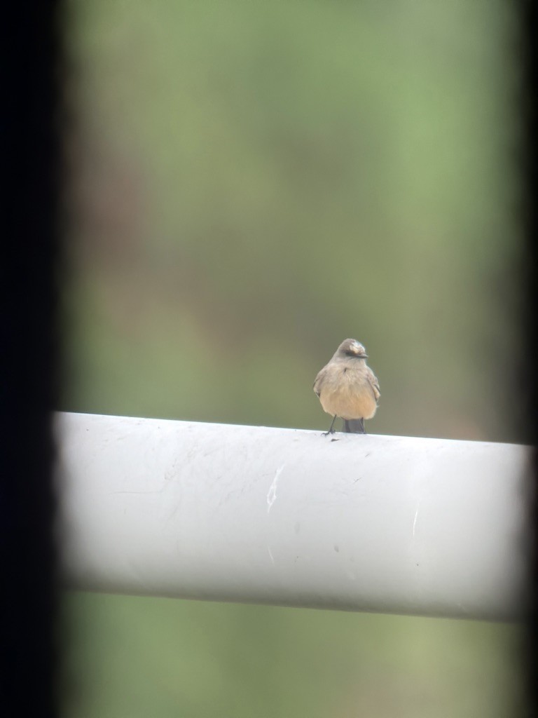 Say's Phoebe - ML645828056