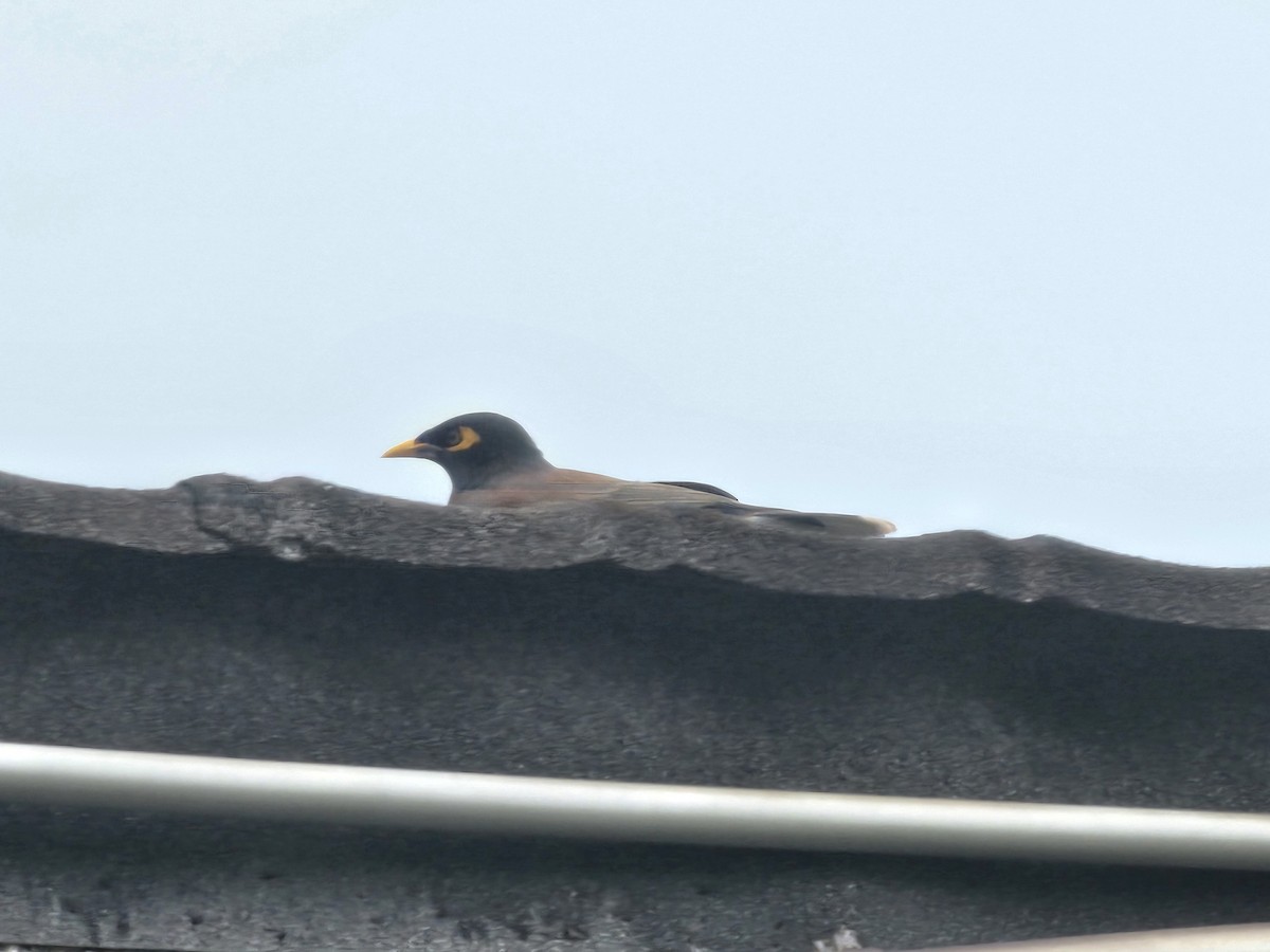 Common Myna - ML645828057