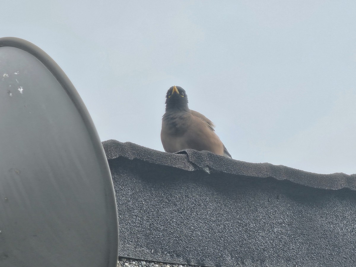 Common Myna - ML645828058