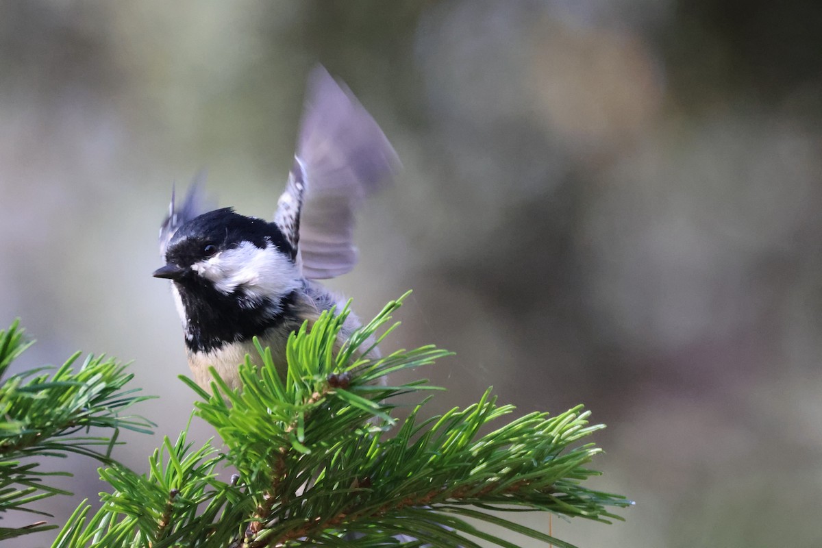Coal Tit - ML645828059