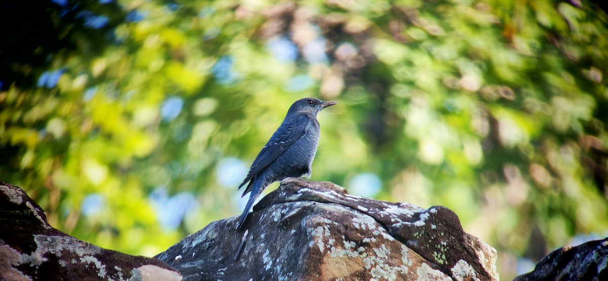 Blue Rock-Thrush - ML645828060