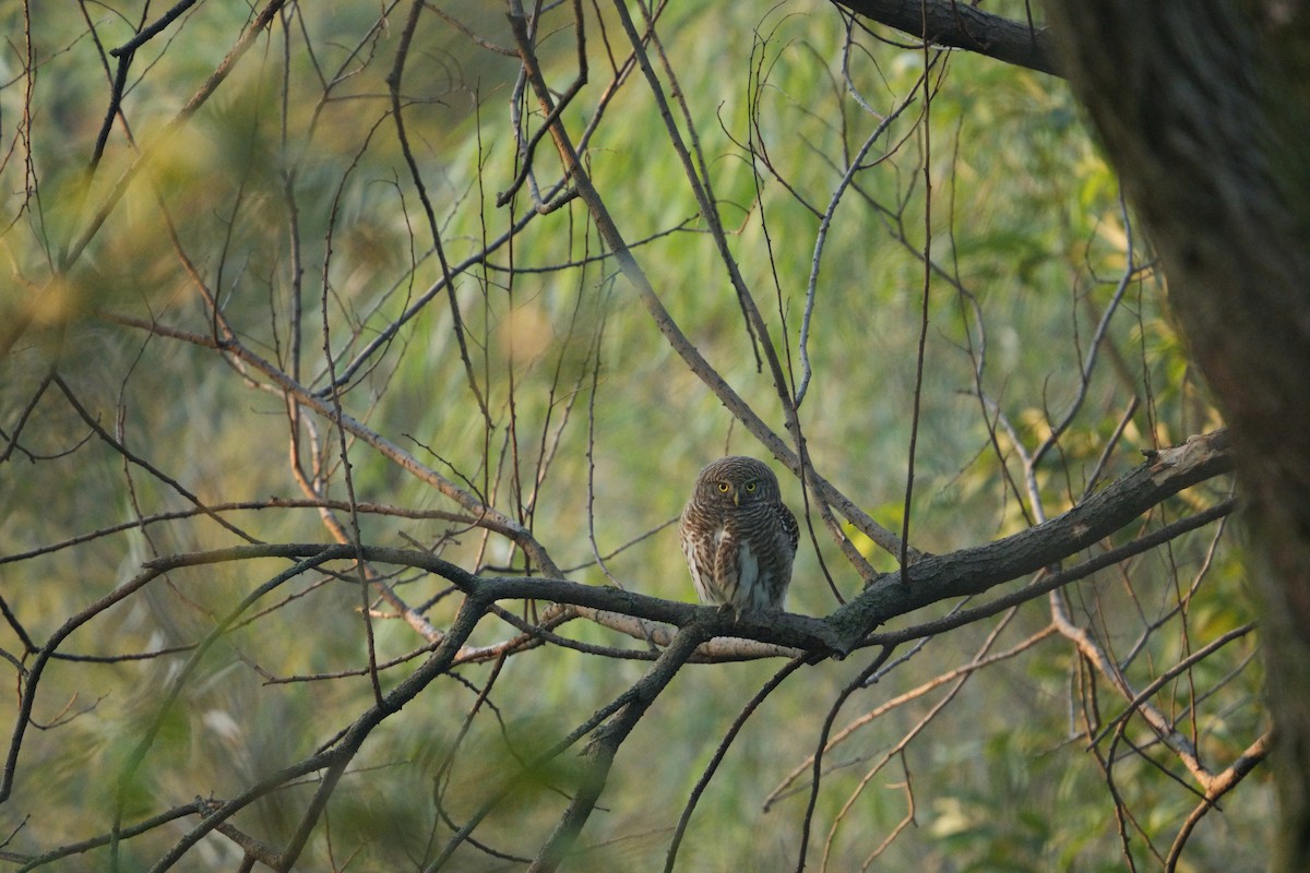 Asian Barred Owlet - ML645828061