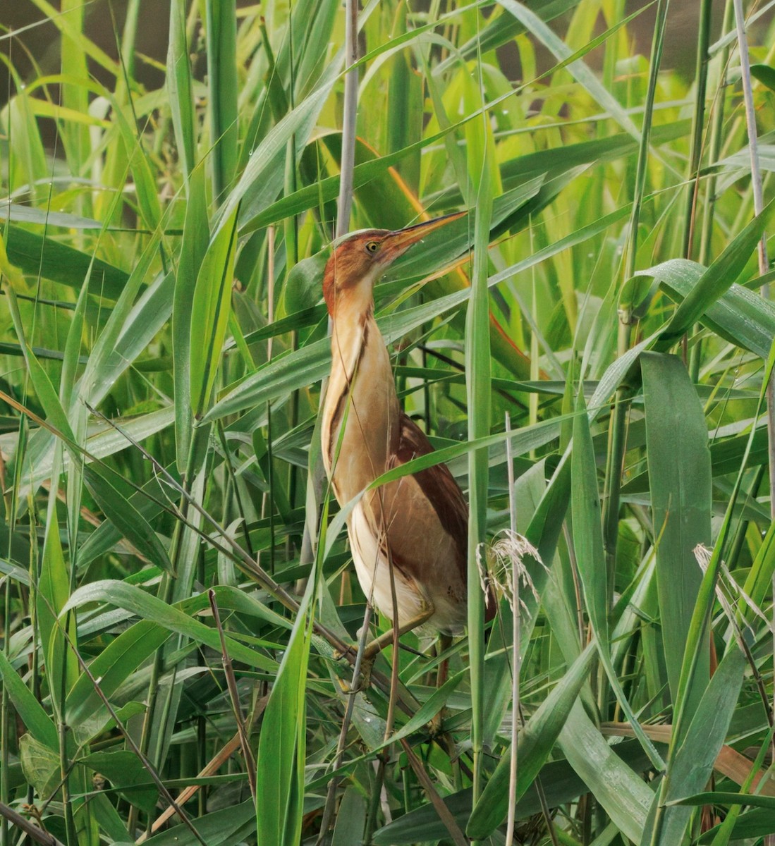 Black-backed Bittern - ML645828062