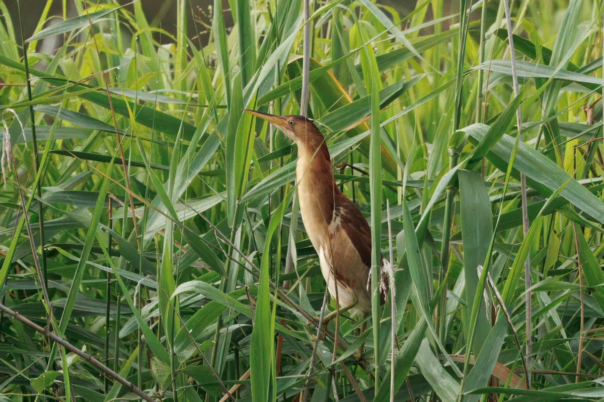 Black-backed Bittern - ML645828063