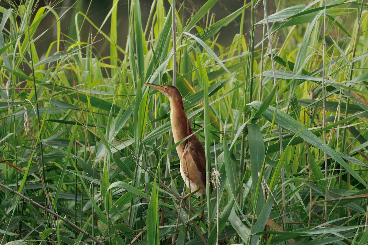 Black-backed Bittern - ML645828064