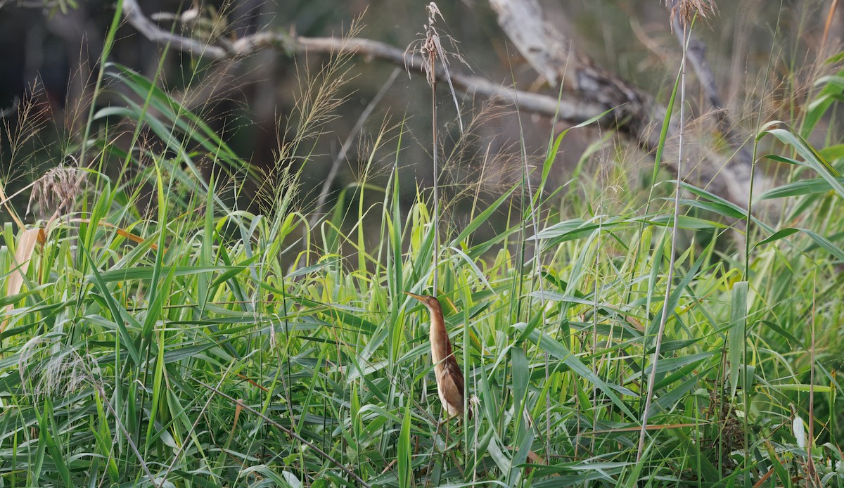 Black-backed Bittern - ML645828065