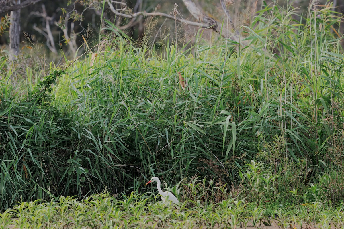 Black-backed Bittern - ML645828066