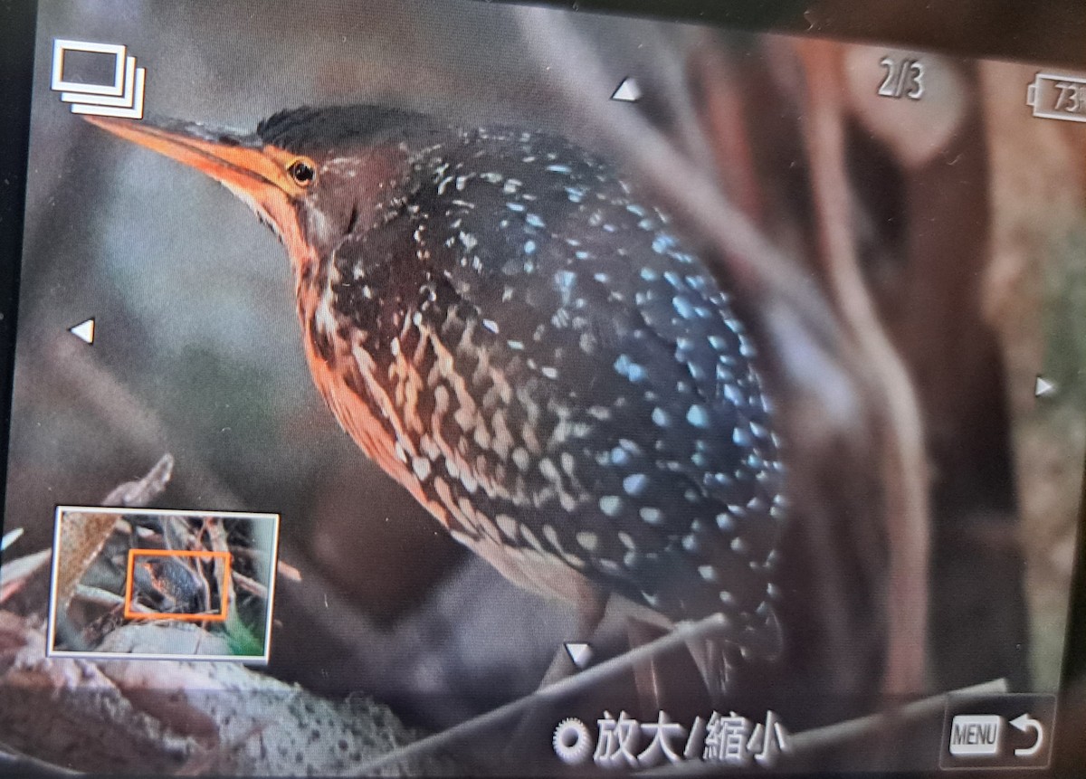 Schrenck's Bittern - ML645828067