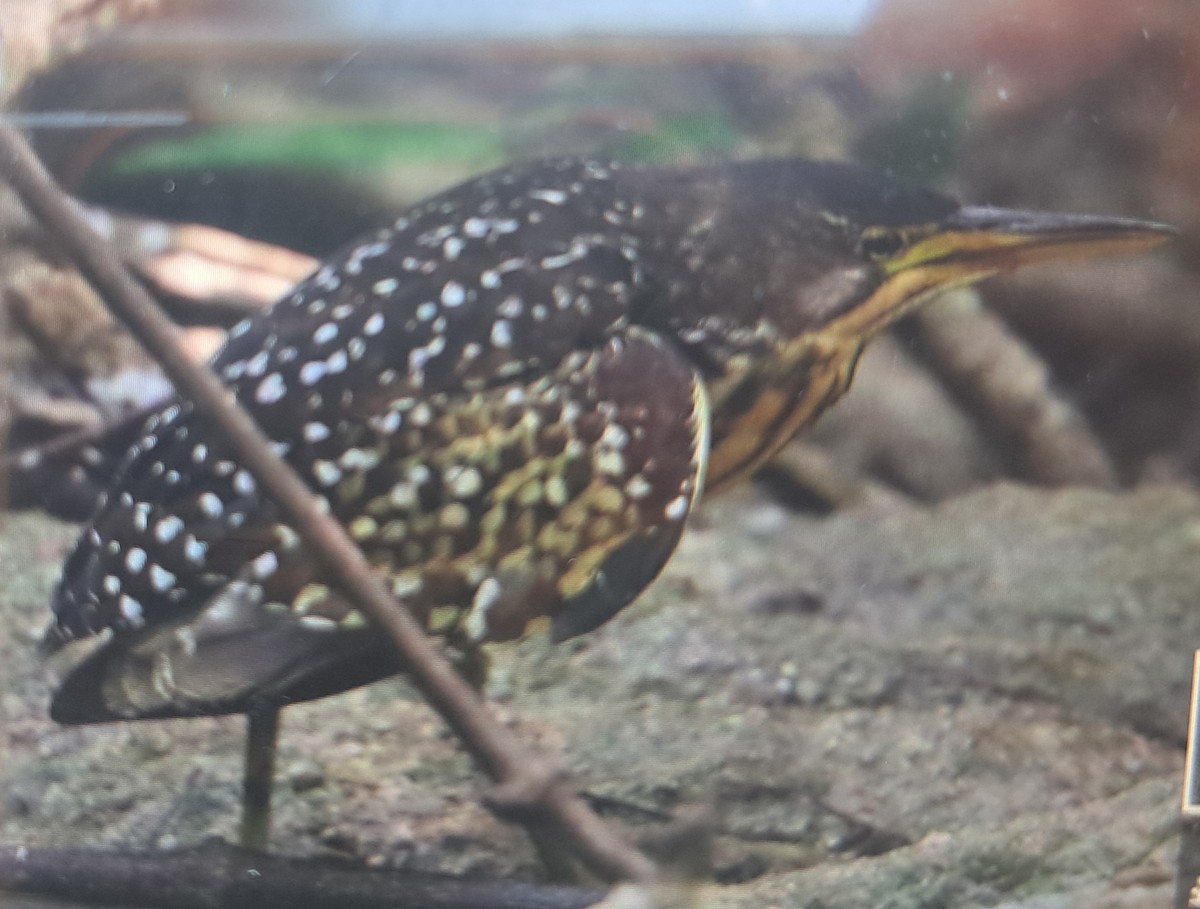 Schrenck's Bittern - ML645828068