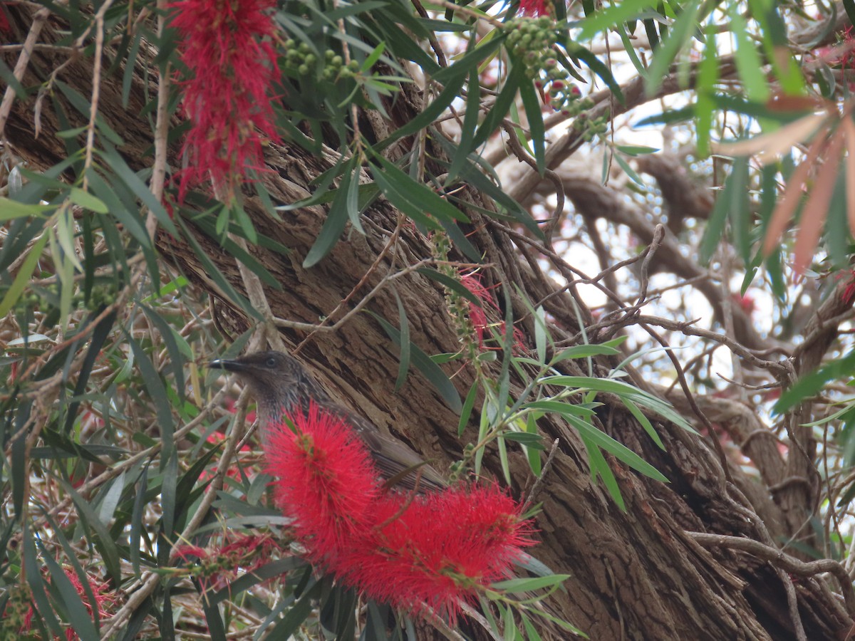 Little Wattlebird - ML645828069