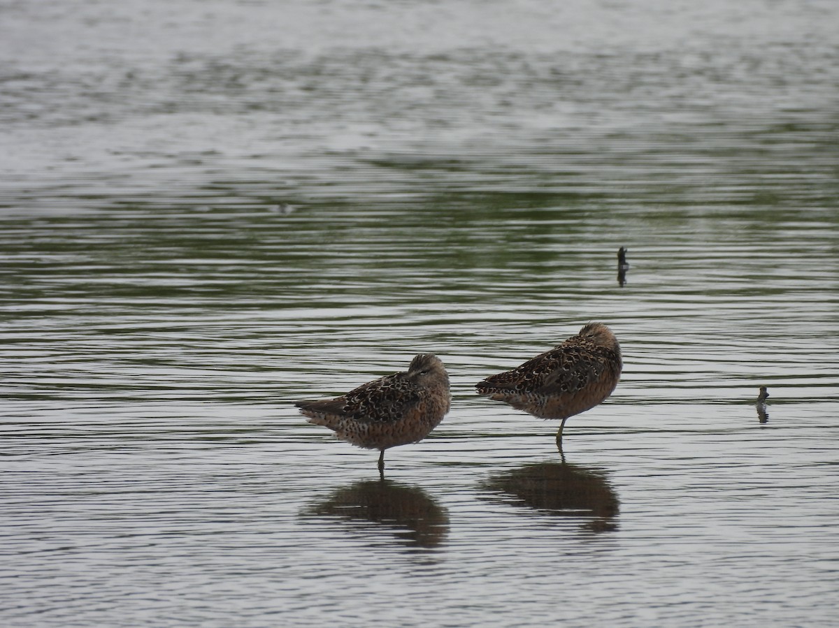 Long-billed Dowitcher - ML645828072