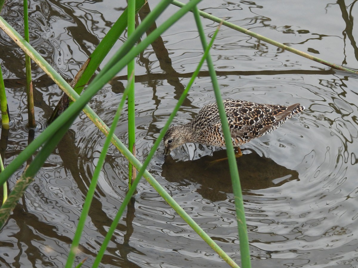 Long-billed Dowitcher - ML645828075