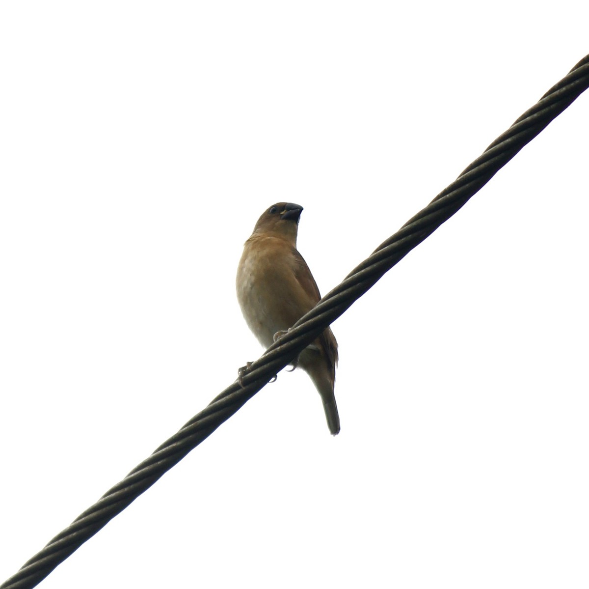 Capucin damier - ML645828078