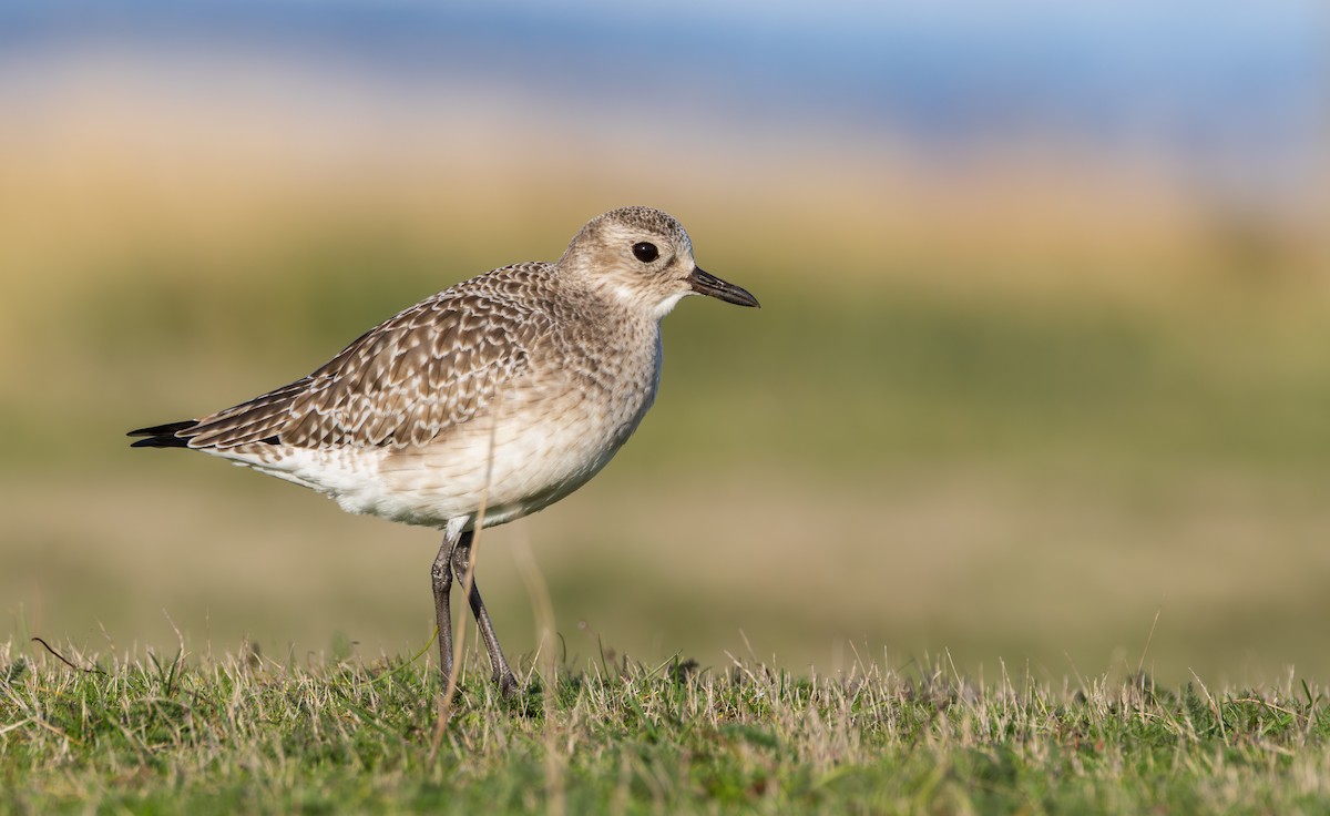 ダイゼン - ML645828082