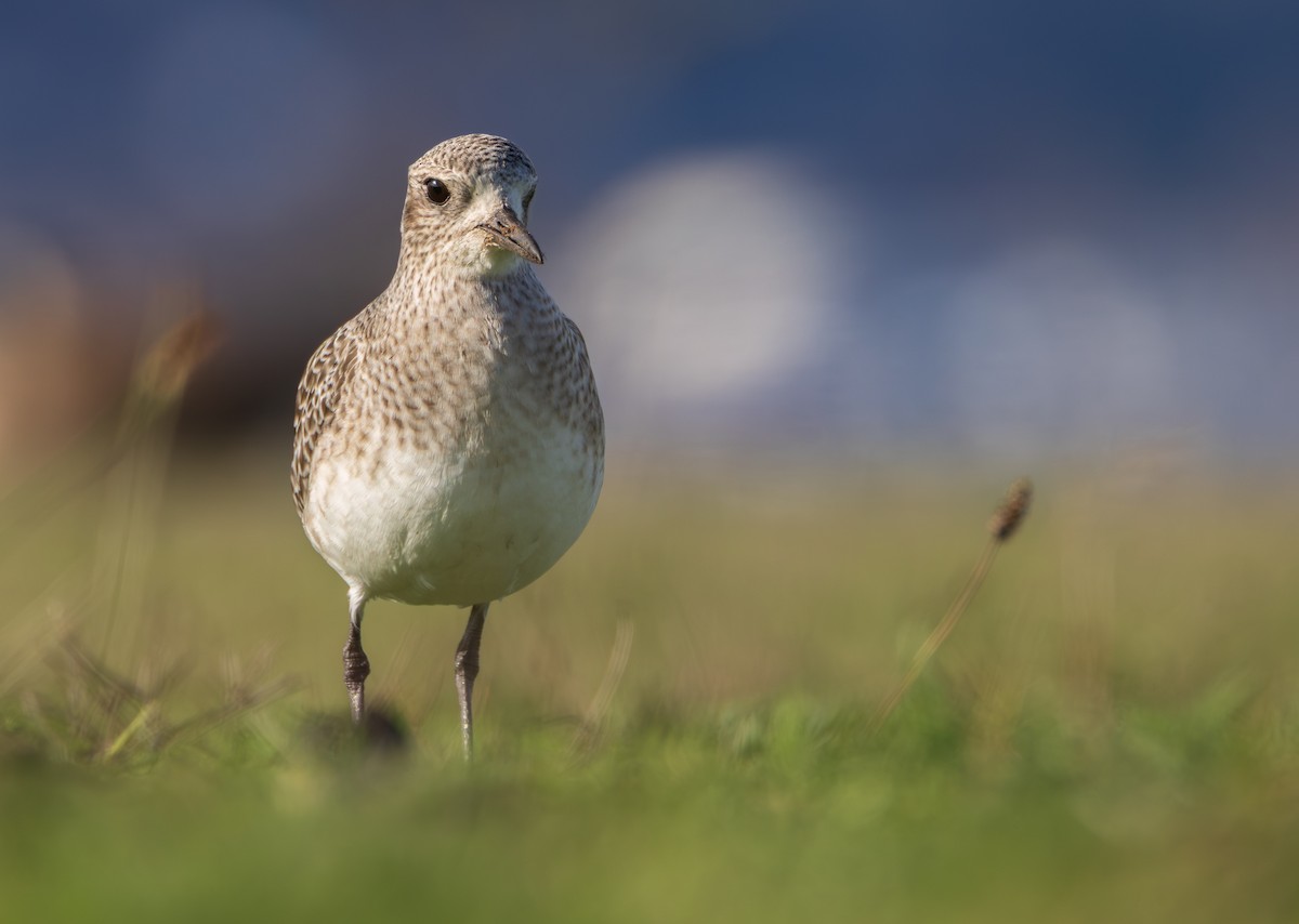 ダイゼン - ML645828083