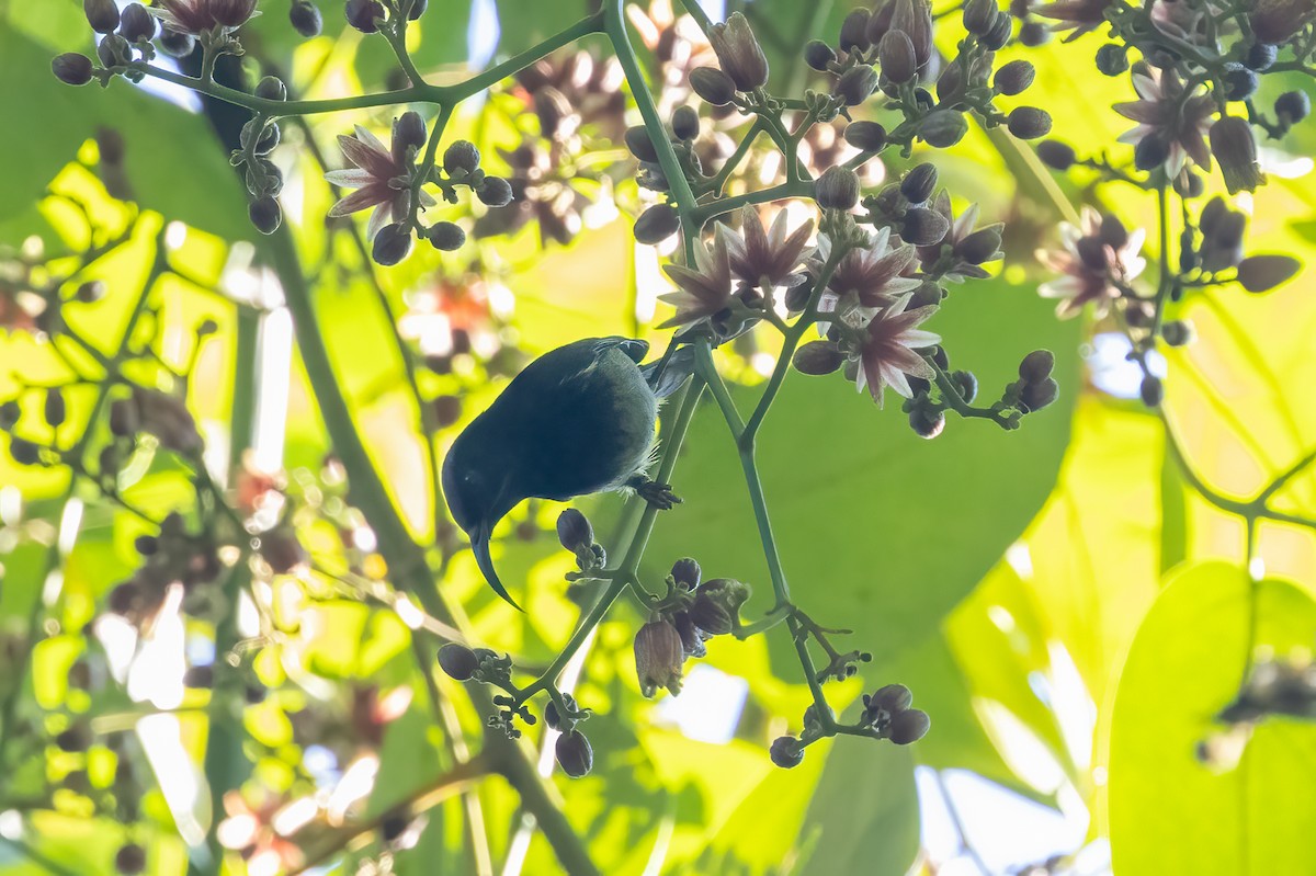 ムナグロタイヨウチョウ - ML645828084