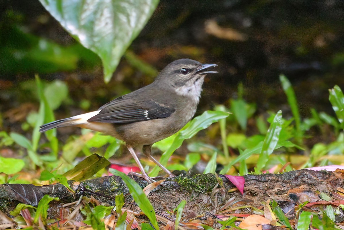 チャゴシアメリカムシクイ - ML645828085