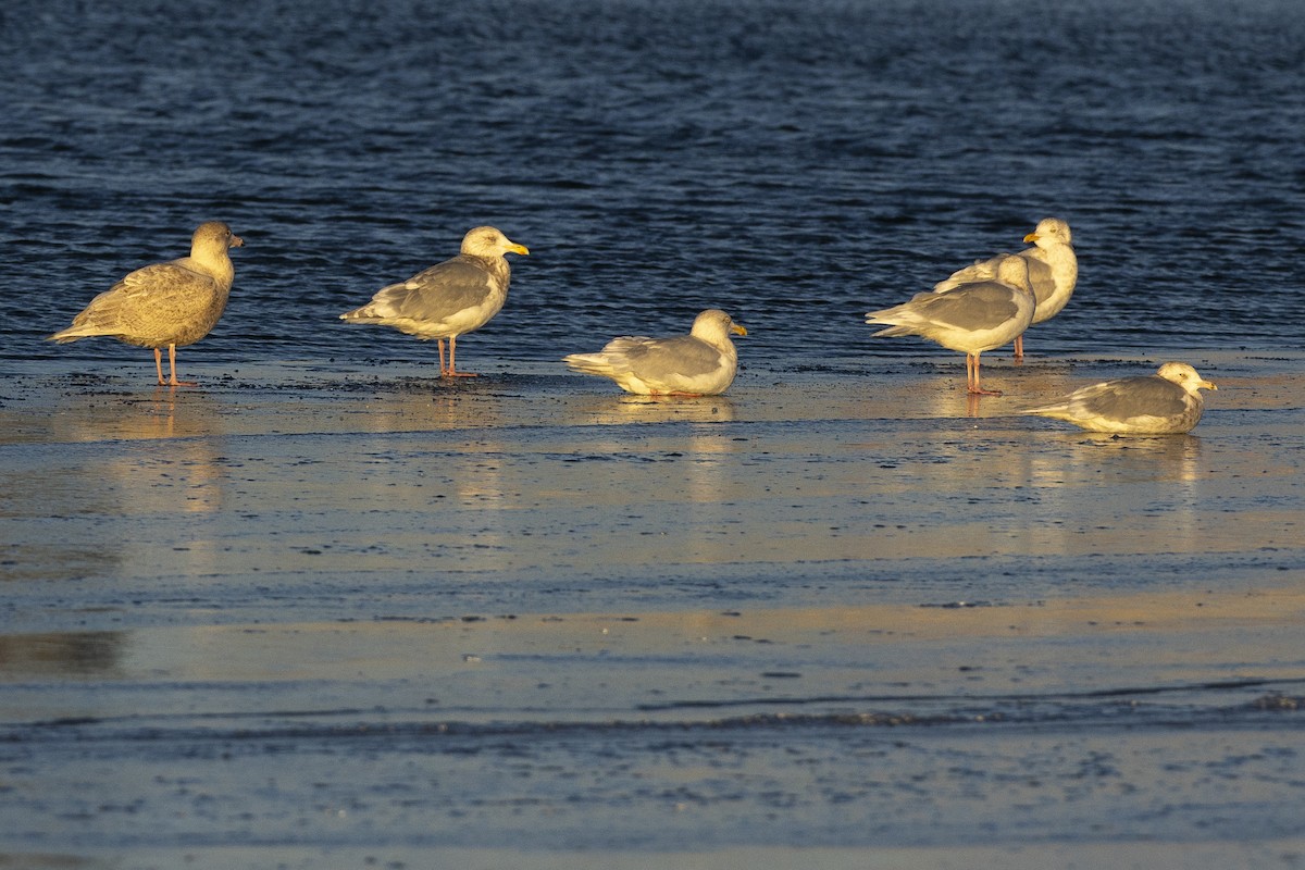 カモメ亜科 - ML645828087