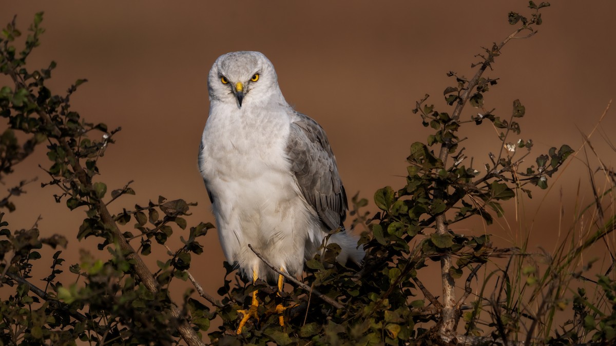 ウスハイイロチュウヒ - ML645828088