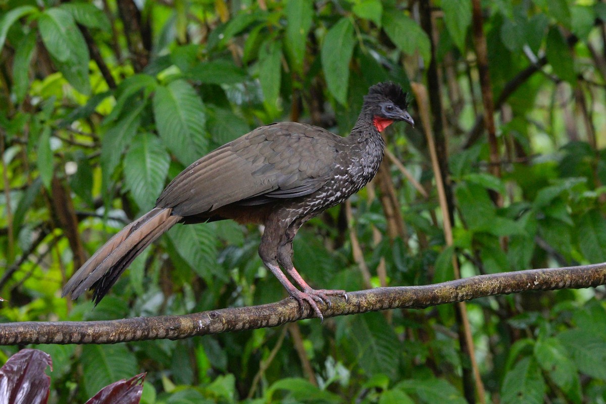 カンムリシャクケイ - ML645828090