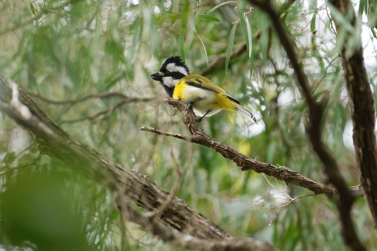 Western Shrike-tit - ML645828091
