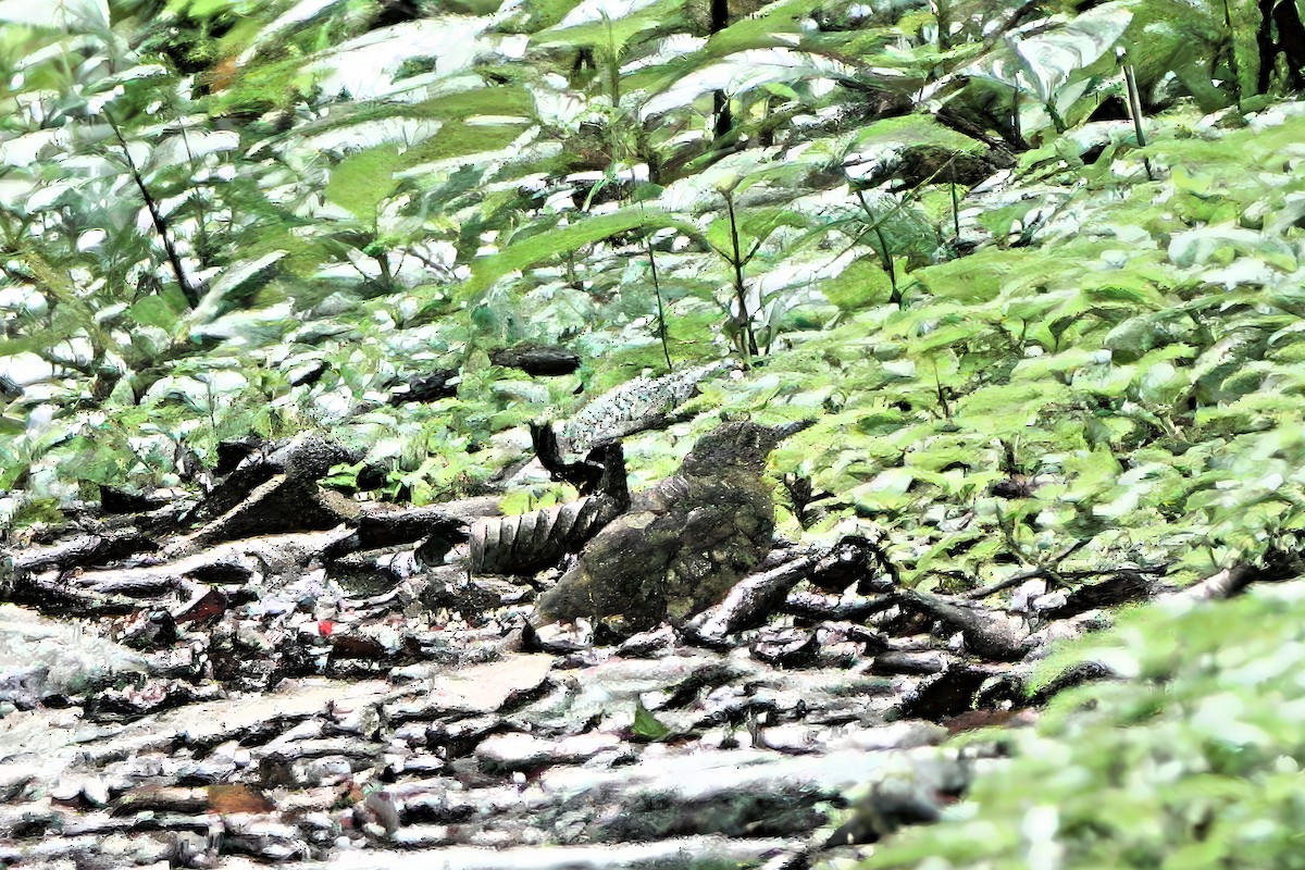 スリランカトラツグミ - ML645828092