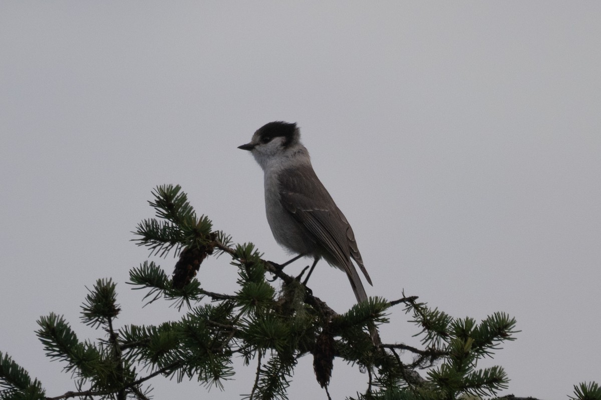 カナダカケス - ML645828093