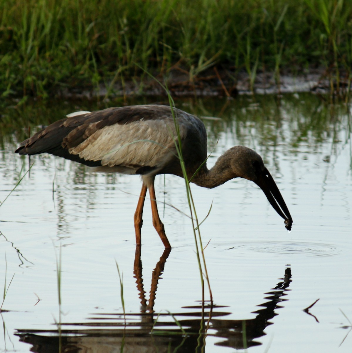 スキハシコウ - ML645828094