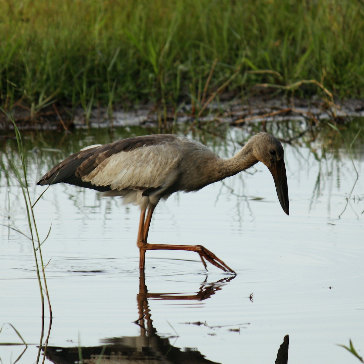 スキハシコウ - ML645828095