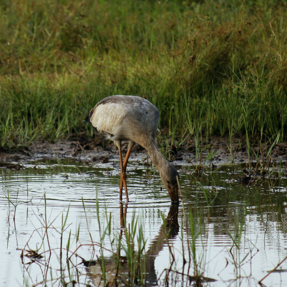 スキハシコウ - ML645828096