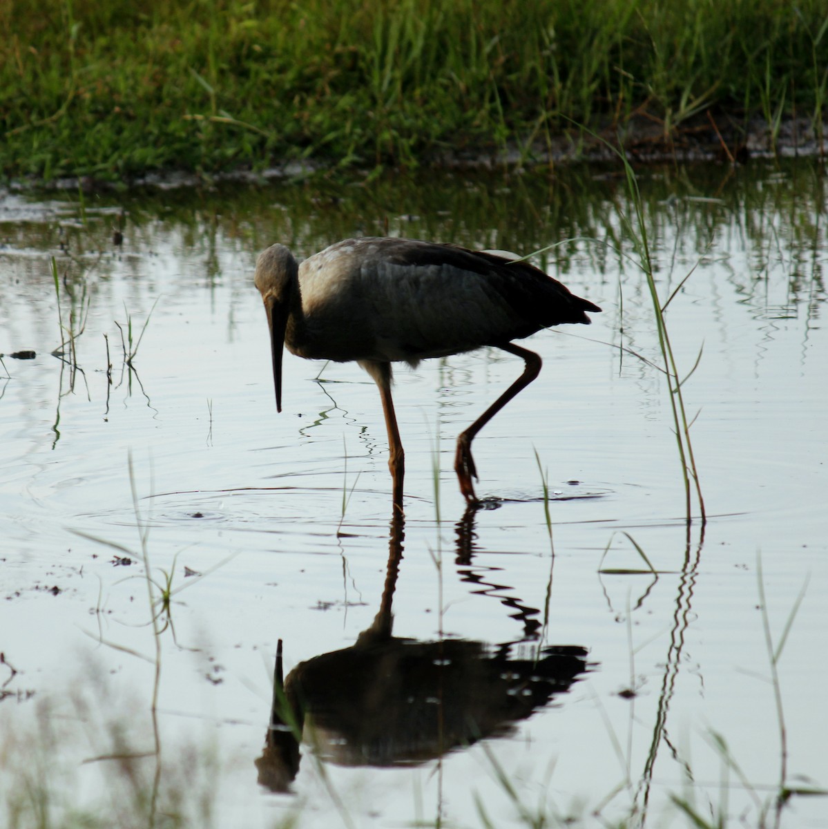 スキハシコウ - ML645828097