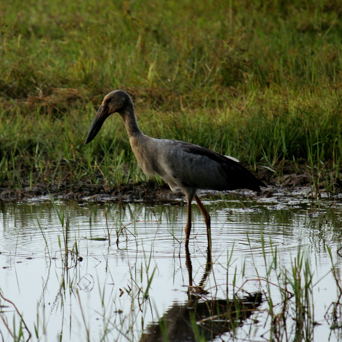 スキハシコウ - ML645828098