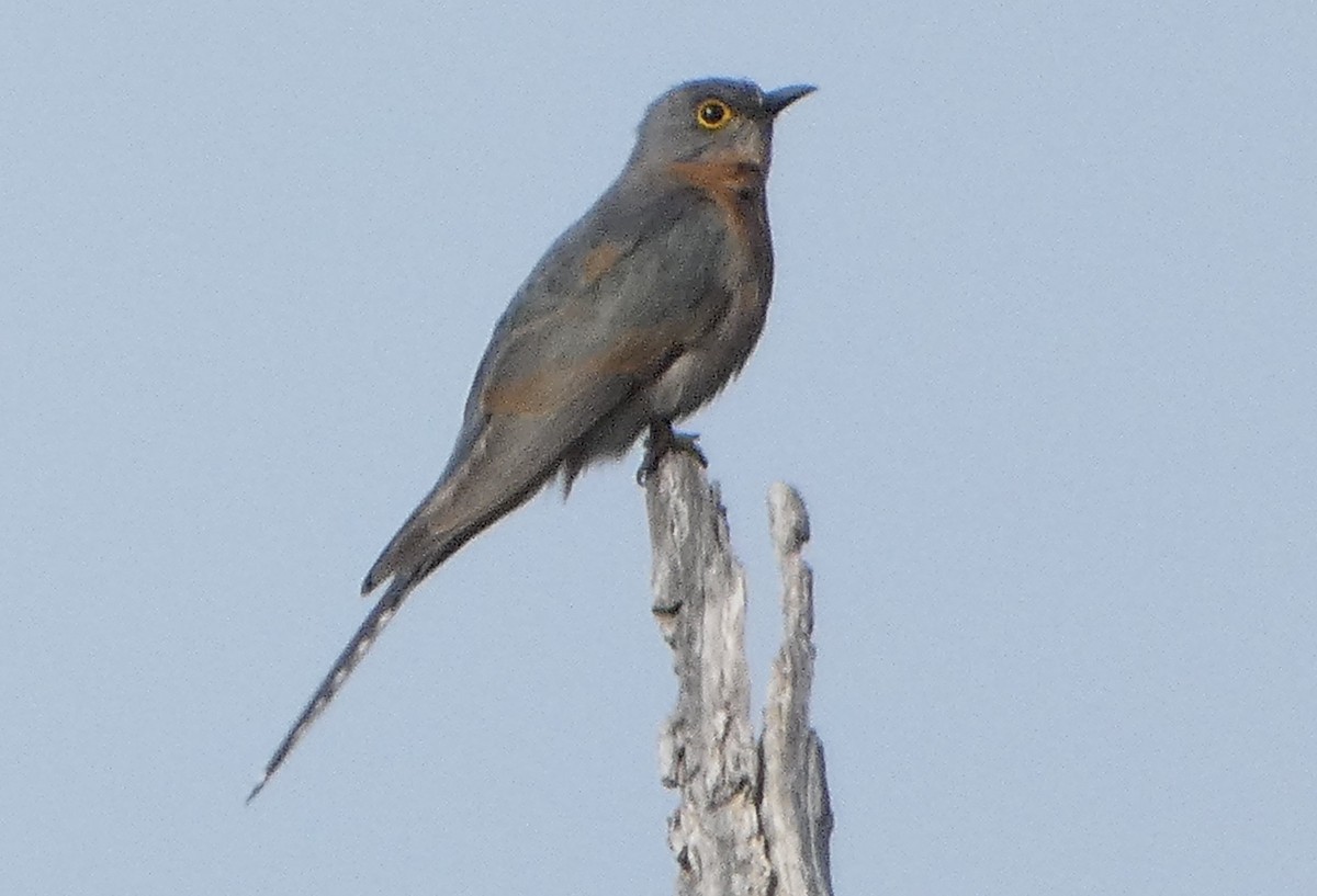 ウチワヒメカッコウ - ML645828100