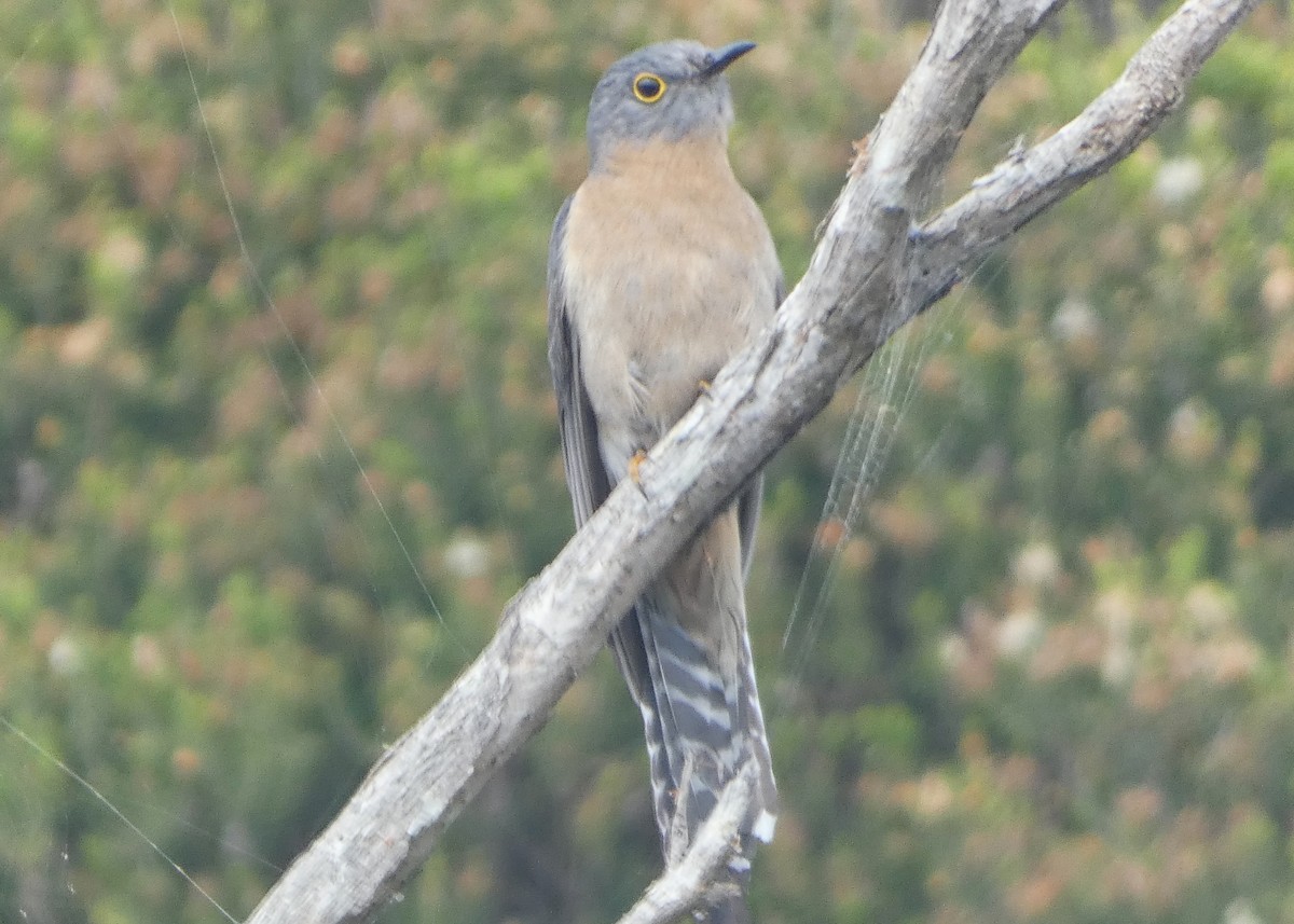 ウチワヒメカッコウ - ML645828102