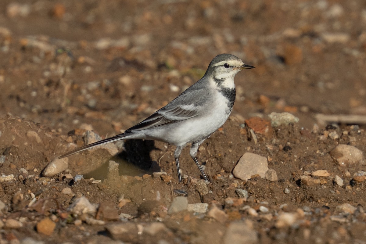 ハクセキレイ（亜種タイワンハクセキレイ） - ML645828104