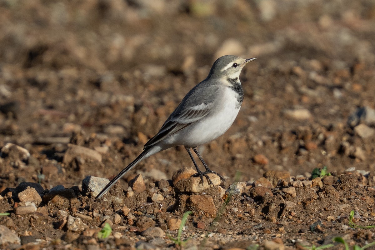 ハクセキレイ（亜種タイワンハクセキレイ） - ML645828105