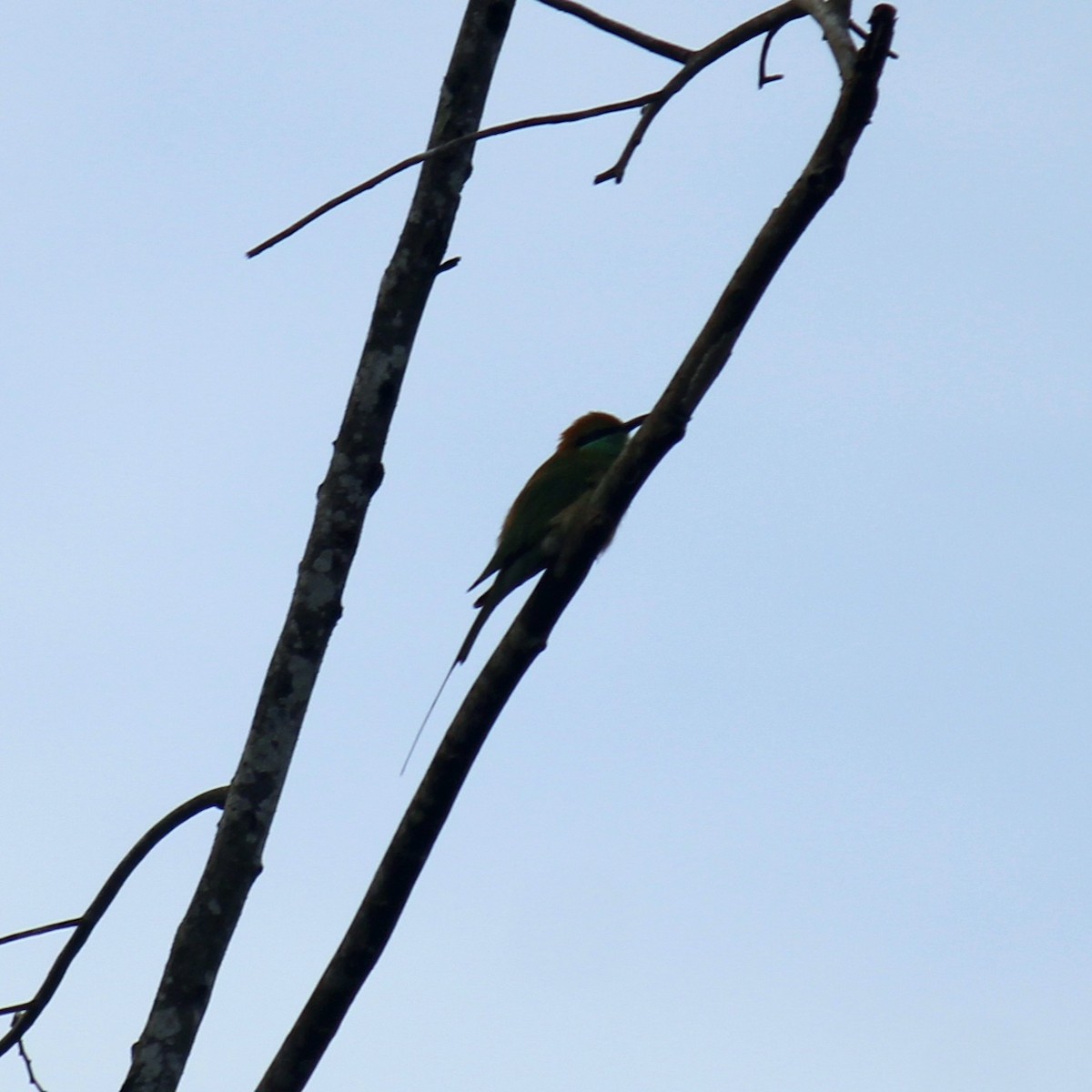 Asian Green Bee-eater - ML645828106