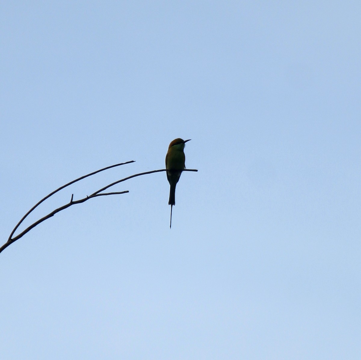 Asian Green Bee-eater - ML645828107