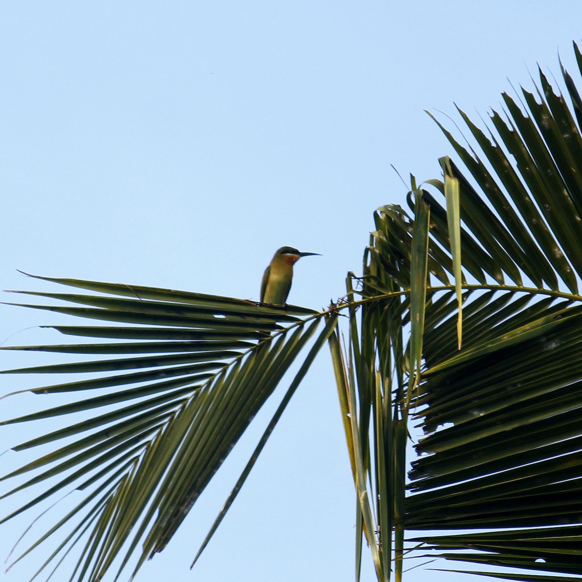 ハリオハチクイ - ML645828108