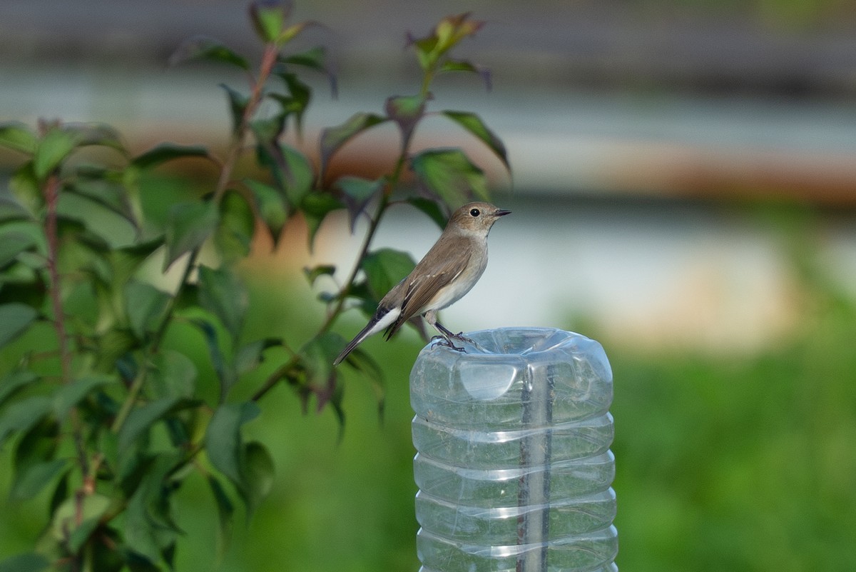 オジロビタキ - ML645828110