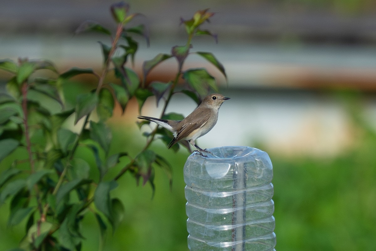 オジロビタキ - ML645828111